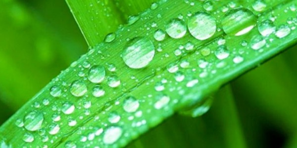 Collagene Vegano: una soluzione innovativa e sostenibile per la cura della pelle